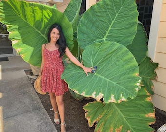 Giant Elephant Ear Colocasia Bulbs- Tropical Plants for Garden Grow