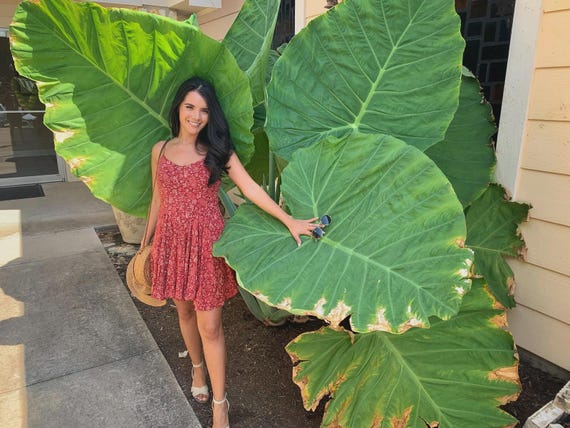 Giant Elephant Ear Colocasia Bulbs- Tropical Plants for Garden Grow
