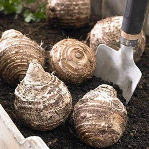 Puede incluir: Primer plano de varias ra&iacute;ces de taro, que muestran su piel marr&oacute;n y texturizada y su forma bulbosa. Una peque&ntilde;a paleta de jard&iacute;n es parcialmente visible, lo que sugiere un contexto de jardiner&iacute;a. Las ra&iacute;ces est&aacute;n parcialmente enterradas en tierra oscura.