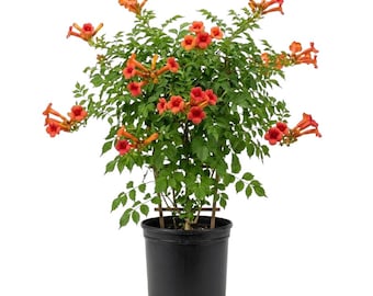 Set 2 Hummingbird Vine Plant Live for Planting, 5-10 Inc Tall, Trumpet Creeper Vines, Fast Growing Flowering Hummingbird Vines, Dormant