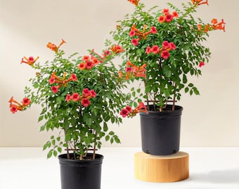 Set 2 Hummingbird Vine Plant Live for Planting, 5-10 Inc Tall, Trumpet Creeper Vines, Fast Growing Flowering Hummingbird Vines, Dormant