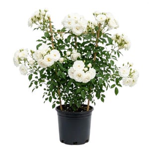May include: A potted climbing rose plant with abundant white blooms and green foliage. The plant is supported by a wooden trellis and sits in a black plastic pot. The roses are in full bloom, showcasing their delicate petals.