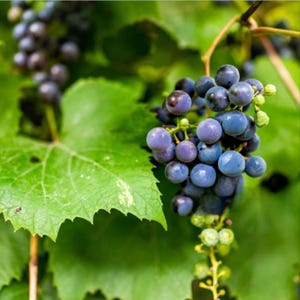 May include: Close-up of a cluster of ripe, dark blue grapes with a hint of purple, hanging from a vine. The grapes are surrounded by large, green leaves with serrated edges. The image is a natural, outdoor shot.