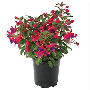 May include: A potted fuchsia plant with vibrant red and purple flowers and green foliage. The plant is in a black plastic pot. The flowers are in full bloom, with many buds visible. The plant is set against a white background.