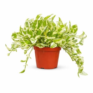 May include: A potted houseplant with green and white variegated leaves. The plant is in a terracotta-colored plastic pot. The plant's vines cascade over the sides of the pot, creating a full, lush appearance. The background is plain white.