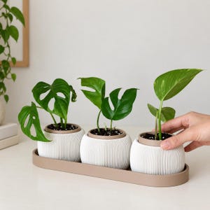 Puede incluir: Tres plantas verdes pequeñas en macetas blancas, redondeadas y acanaladas con bordes interiores color canela, dispuestas en fila sobre una bandeja ovalada a juego. Las macetas tienen una textura vertical y las plantas hojas verdes.
