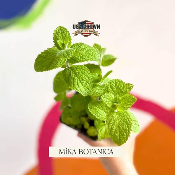 Heirloom Apple Mint Seeds – Sweet Fruity Aromatic Herb Garden Plant