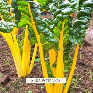 May include: Close-up of vibrant Swiss chard plants with bright yellow stalks and deep green, ruffled leaves. The image includes the text "USA Grown Support Local Farmers" and "Míka Botanica". The chard is growing in rich soil.