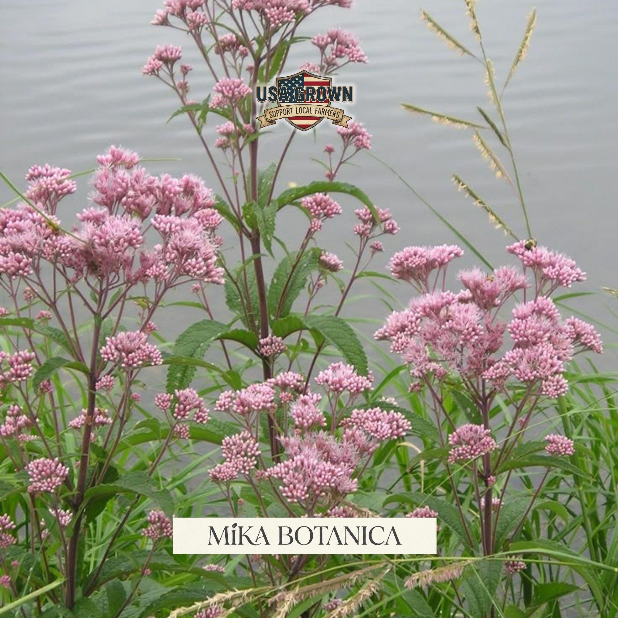 Joe Rye Flowers Joe Pye Weed Seeds: Tall Pink Wildflowers Flower Seeds, (750 Seeds) - Etsy