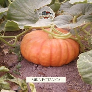 May include: An orange pumpkin rests on the ground, surrounded by large green leaves and vines. The pumpkin has a ribbed texture and a green stem. The image includes the text "USA Grown Support Local Farmers" and "Míka Botanica".