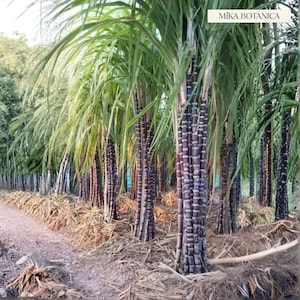 May include: A row of sugarcane plants with green leaves and purple and white stalks. The plants are growing in a field with a path in the foreground. The text "MÍKA BOTANICA" is in the upper right corner.