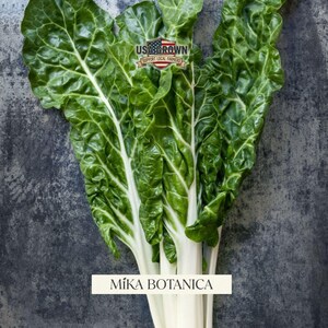 May include: Fresh green Swiss chard with white stalks, displayed against a dark gray background. The image includes a "USA Grown" logo and the text "Mika Botanica".