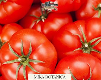 Semillas de tomate Ace 55: Variedad de mata resistente a enfermedades (15 semillas)
