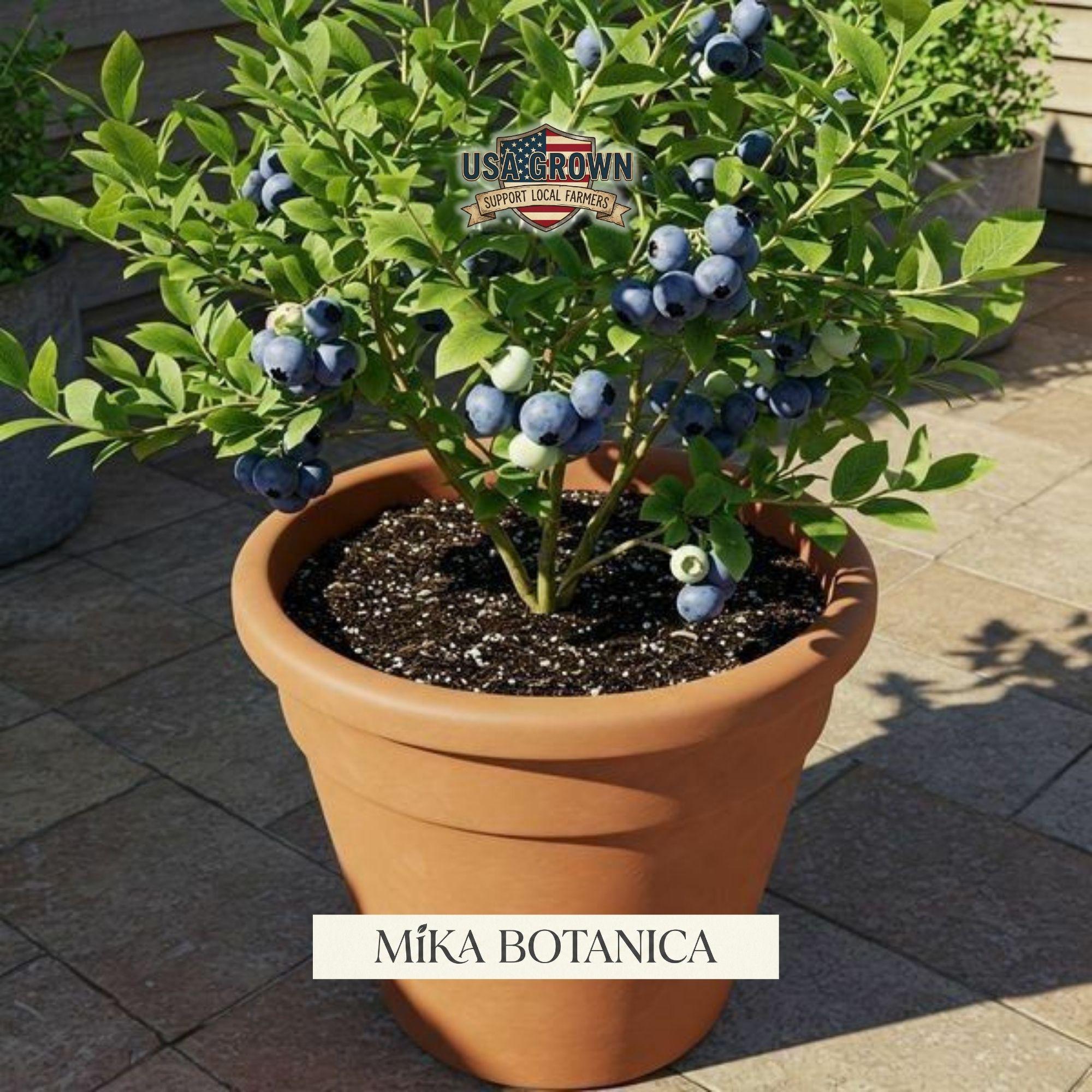 saucer for plant pots Terracotta Pot and Saucer Set for Baby Plants (8cm Diameter)