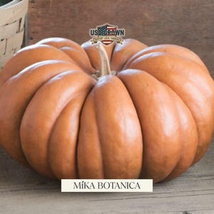 May include: A large, orange pumpkin with deep ridges and a sturdy stem. The pumpkin is labeled "Míka Botanica" and has a "USA Grown" logo. The pumpkin is sitting on a wooden surface.