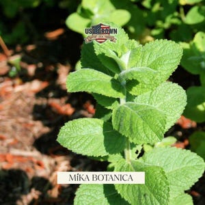 Puede incluir: Primer plano de una planta verde con hojas texturizadas. La imagen presenta el texto "M&iacute;ka Botanica" en la parte inferior y un logotipo de "USA Grown". Las hojas de la planta son de color verde brillante, con venas visibles y una textura ligeramente borrosa.