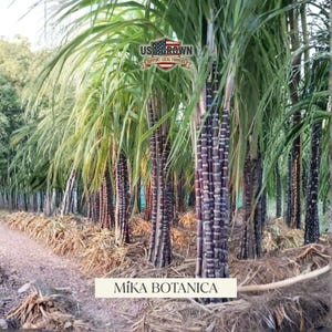 Heirloom Sugar Cane Seeds - Sweet Juice Plant (150 Seeds, Growing Guide)