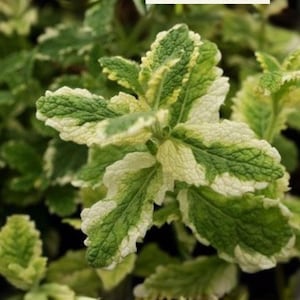May include: Close-up of a plant with green and white variegated leaves. The leaves have a textured surface and are arranged in a cluster. The image includes the text "Míka Botanica" in a white rectangle.