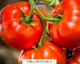 Semillas de tomate Arkansas Traveler: Variedad rosa resistente al calor (50 semillas)