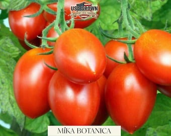 Semillas de tomate Roma: Tomates rojos clásicos de pasta (20 semillas)