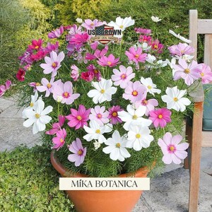 May include: A terracotta pot overflowing with cosmos flowers in shades of pink, white, and magenta. The flowers have yellow centers and delicate petals. The pot has the text "Mika Botanica" and a "USA Grown" sticker.