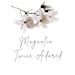 Magnolia Twice Adored