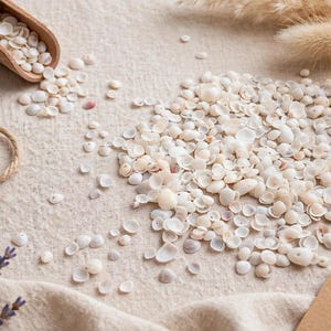 MICRO Natural Clam Shells 1-5mm | Tiny Seashells for Resin, Jewellery & Nail Art | Handpicked Albany, Western Australia
