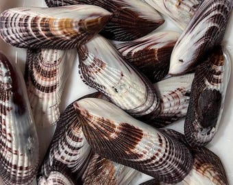 Atlantic Ribbed Mussel Shells – Natural Bivalve Shells for Crafts, Décor & Coastal Art