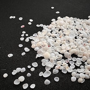 Op de afbeelding: Een verzameling kleine, witte schelpen verspreid op een zwarte ondergrond. De schelpen variëren in grootte en vorm, met enkele die een lichte roze tint vertonen. De compositie creëert een natuurlijke, getextureerde uitstraling.