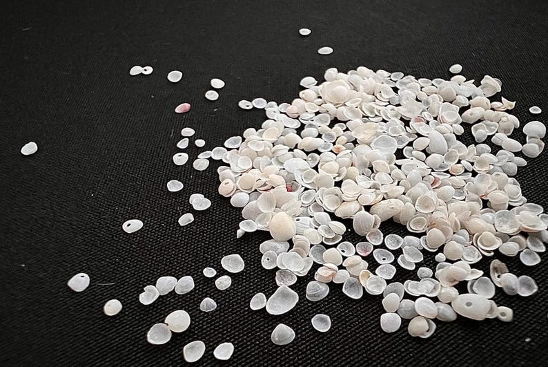 Op de afbeelding: Een verzameling kleine, witte schelpen verspreid op een zwarte ondergrond. De schelpen vari&euml;ren in grootte en vorm, met enkele die een lichte roze tint vertonen. De compositie cre&euml;ert een natuurlijke, getextureerde uitstraling.