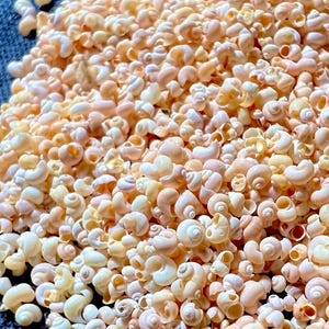 Microconchas marinas naturales