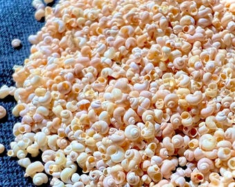 MICRO-schelpen (0,5-5 mm) • Natuurlijke ronde slakkenhuizen • Kleine schelpen voor hars, kunst en displays