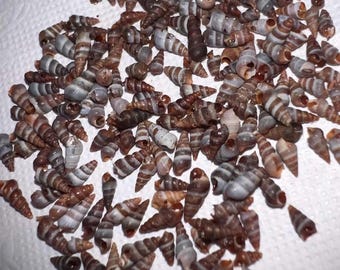 Kleine gestreepte kegelvormige schelpen • Ministrandknutselspullen (1-8 mm)