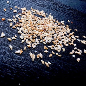 May include: A scattering of tiny seashells in shades of beige and brown on a dark, textured background. The shells are of various shapes and sizes, creating a natural, organic pattern. The image evokes a sense of the seaside and natural beauty.