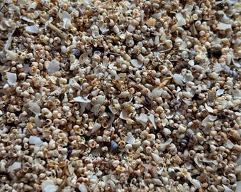 Micro-schelpenmix | Sorteer-je-zelf • Kleine schelpen om te knutselen • Mini-stranddecoratiebenodigdheden