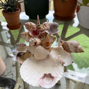 Tulipeia Urchin Seashell Jewelry Sculpture|Handmade Jewelry Holder Authentic Florida Shells