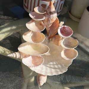 Pode incluir: Um arranjo decorativo de várias conchas em tons de branco, bege e rosa. As conchas são empilhadas e dispostas para criar uma exibição costeira única. O arranjo inclui uma grande concha em forma de leque como base.