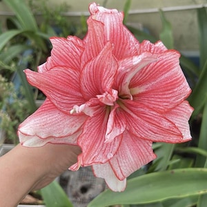 Hippeastrum - Etsy sterreich