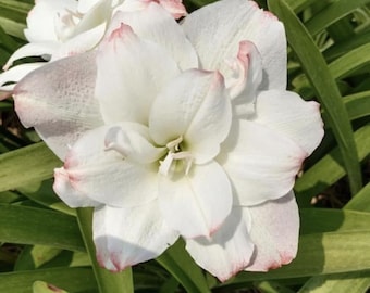 Bulbos de lirio amarilis blanco / Bulbos de hippethasterrum / Jardín doméstico