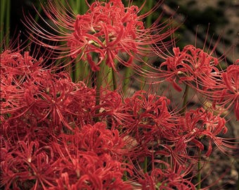 20Bulbs Red Spider Lilly Bulbs Flower, Lycoris radiata, Fresh for Home Garden