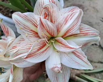 Rödvita Hippeastrumlökar | Amaryllislökar | Hemträdgård