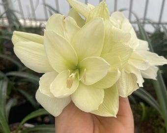 Bulbos de lirio amarilis amarillo claro / Flor de hippeastrum para jardín