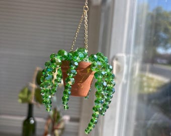 Spider Plant, Sun Catcher