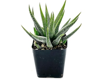 Haworthia Attenuata Concolor