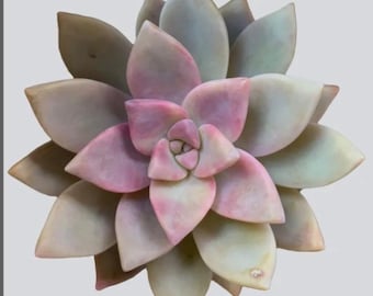 Graptopetalum Succulent Plant: Ghost Plant, Rosette Foliage, Pastel Colors