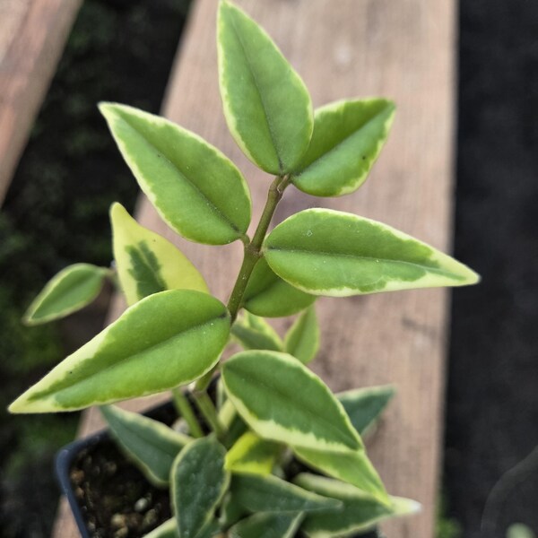 Hoya Bella Variegada (maceta de 7,6 cm). *Planta Exacta* - Planta de Cera Variegada - Planta Viva - Planta Tropical de Interior Excepcional