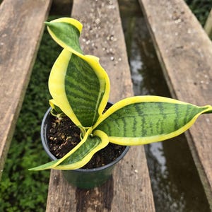 Sansevieria Twisted Sister - Etsy