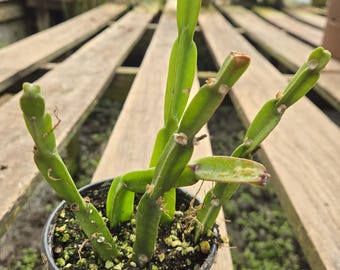 Rhipsalis paradoxa (4" pot) *Exact Plant* - Chain Cactus - Unique Cactus / Succulent