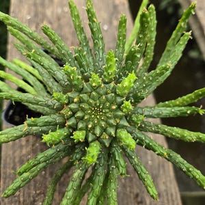 May include: Overhead view of a green succulent plant with multiple stems radiating outwards. The plant has a central core with a spiral pattern and small, pointed leaves. The stems are cylindrical and covered in small, white dots.