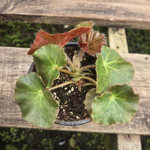 May include: A small potted plant with large, green leaves and reddish-brown accents. The plant is in a black plastic pot, set against a wooden background. The leaves have a textured appearance, and the plant appears healthy.